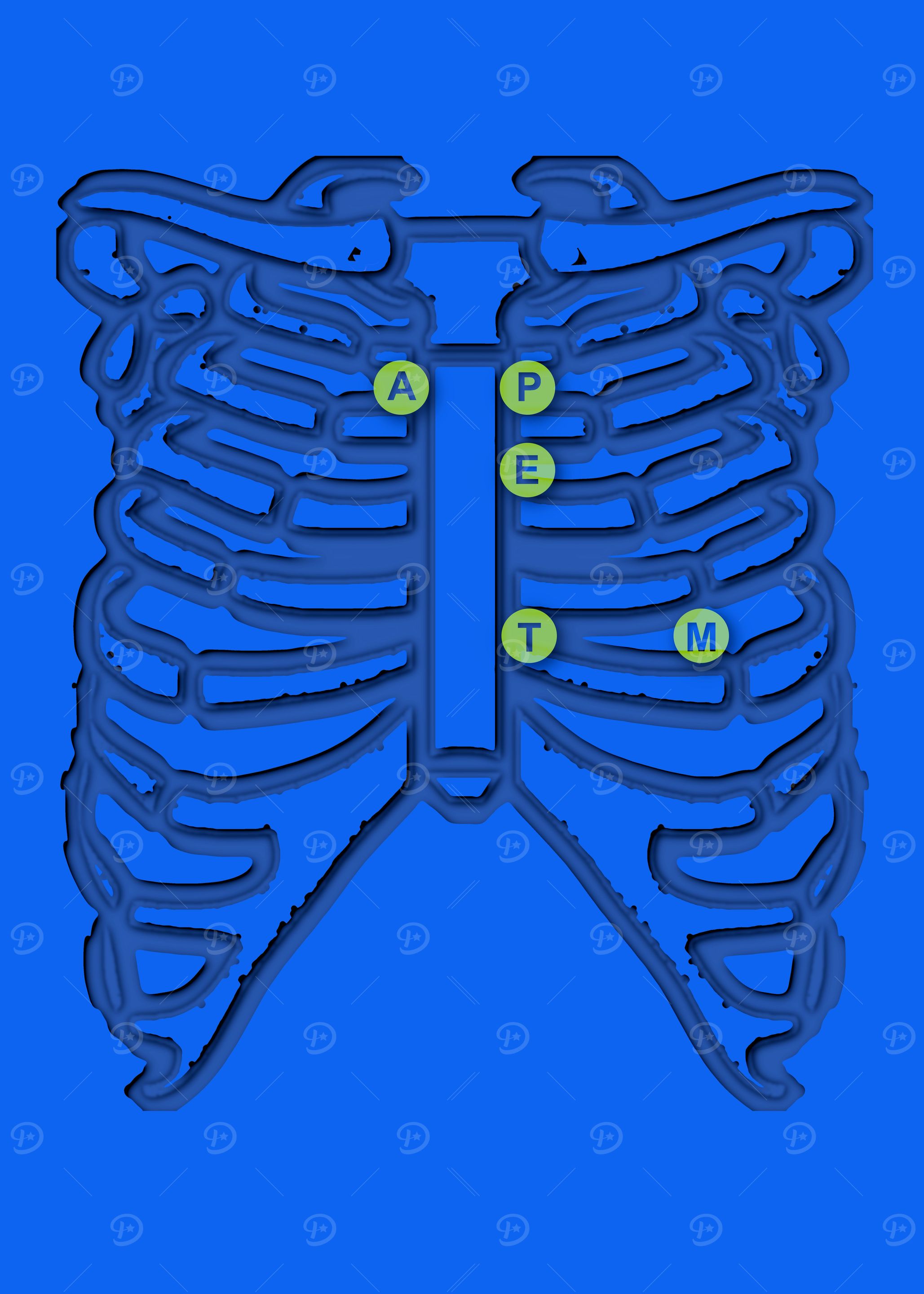 Cardiac Auscultation