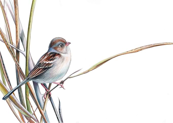 Sparrow