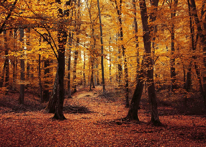 Golgen fall forest