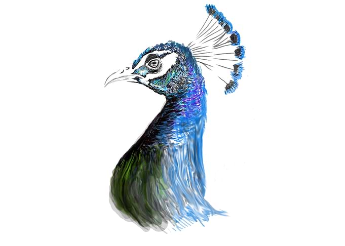 peacock bird