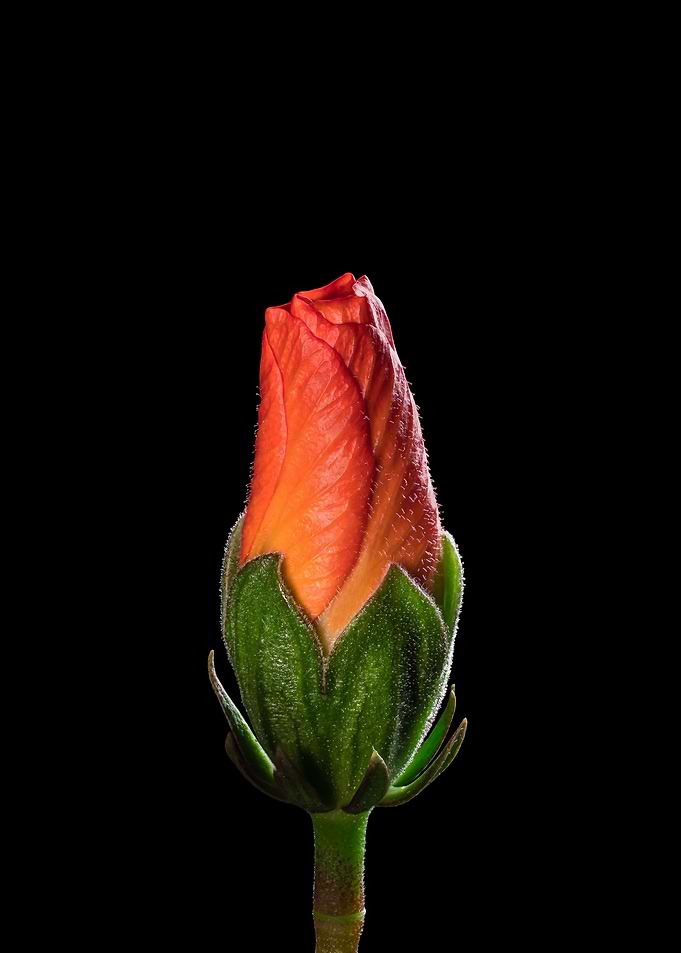 Upcoming blossom