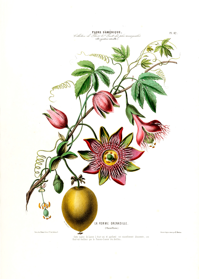 La Pomme Grenadille Floral
