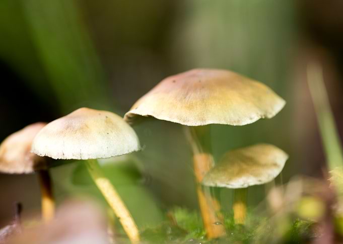 Trippy mushroom fine print