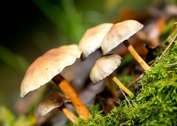 Trippy mushroom fine print