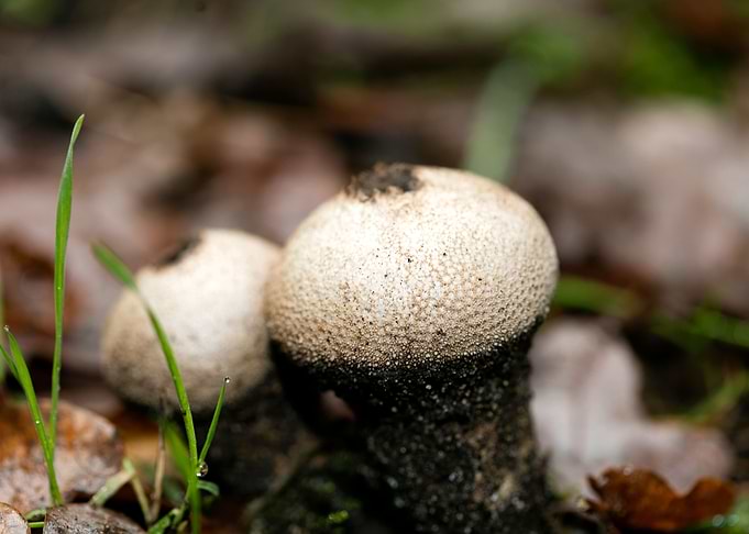 Trippy mushroom fine print