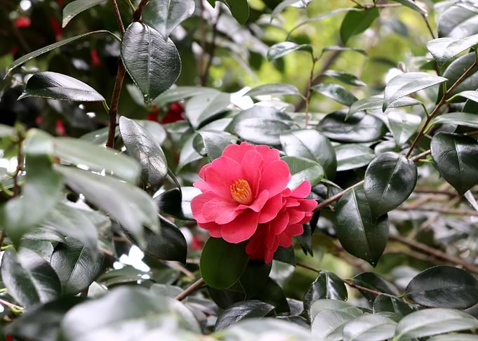 Pink Flower