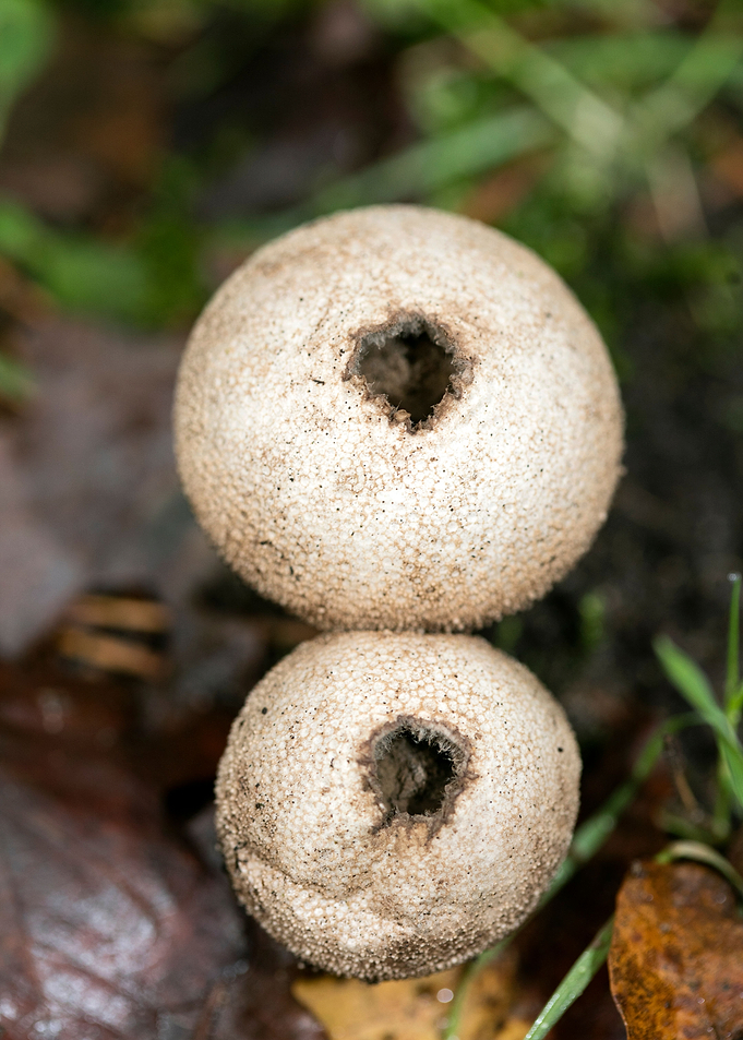 Trippy mushroom fine print