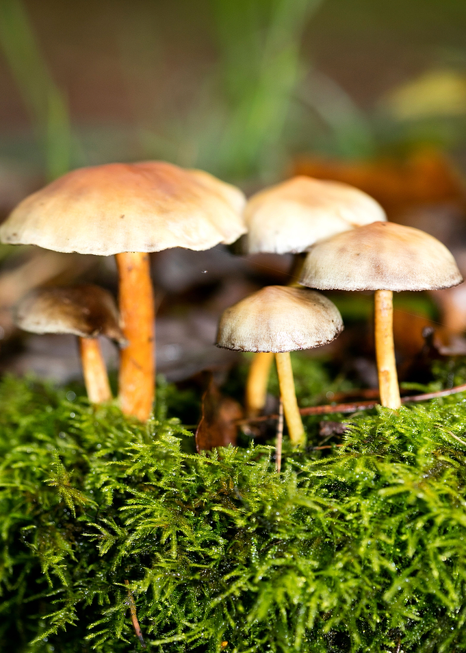 Trippy mushroom fine print