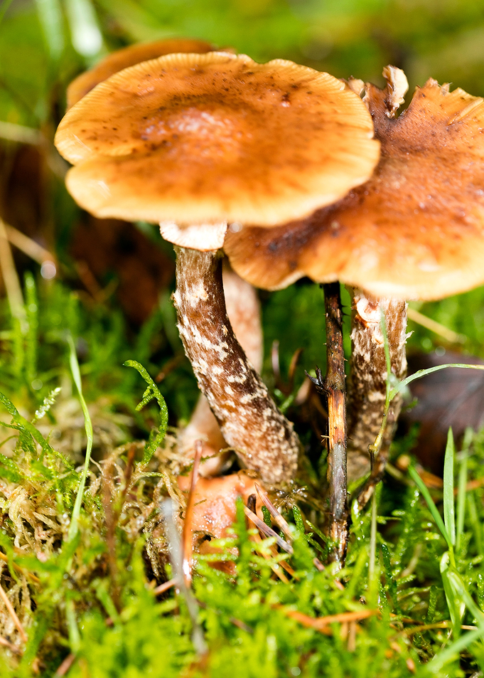Trippy mushroom fine print