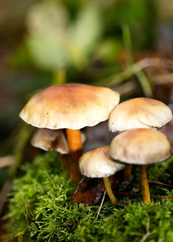 Trippy mushroom fine print