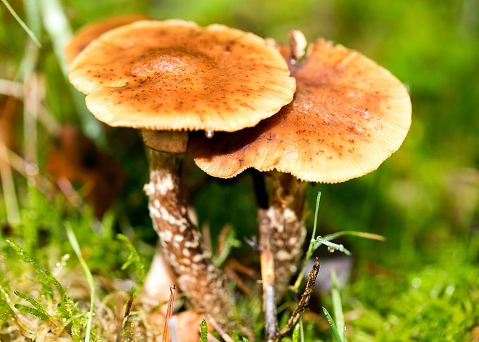 Trippy mushroom fine print