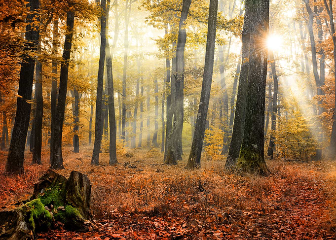 Fall forest scene