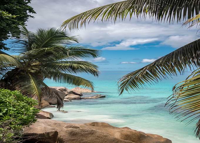 Palm Trees And Coconuts