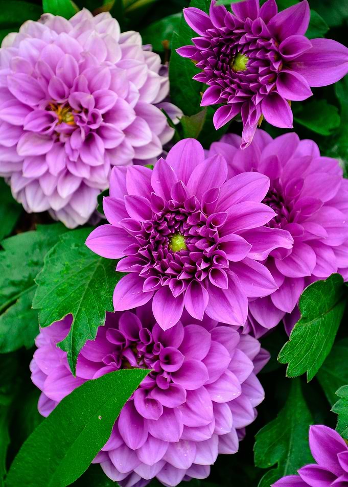Floral Glory