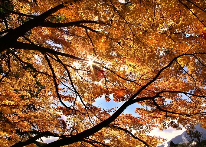Yellow tree