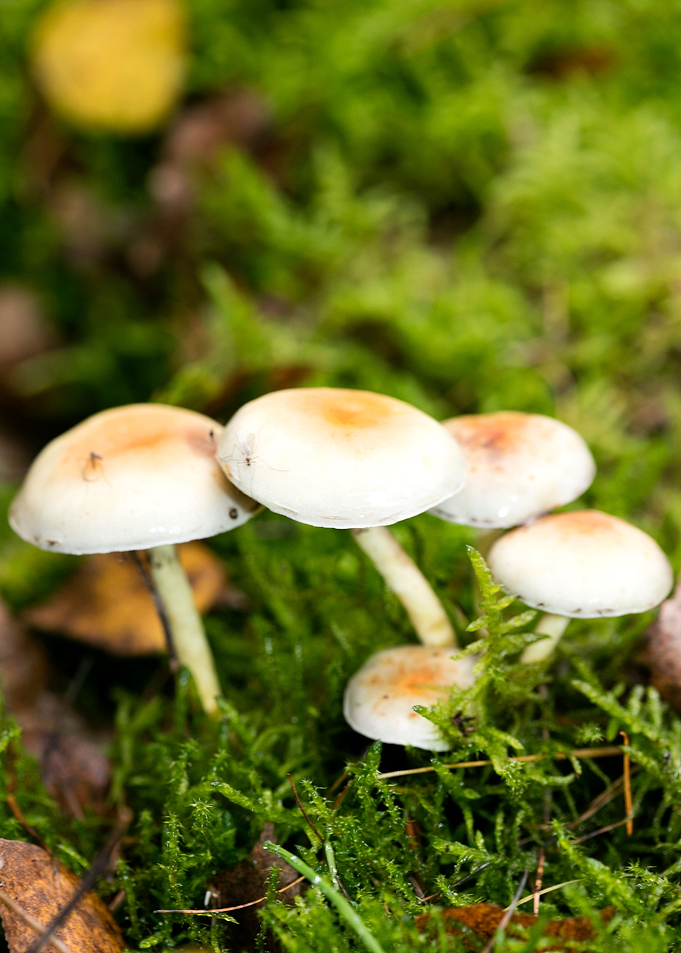 Trippy mushroom fine print