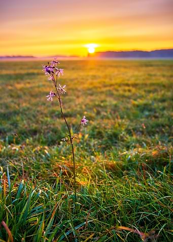 Blooming wild flower