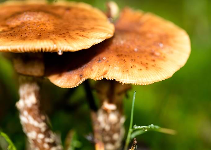 Trippy mushroom fine print