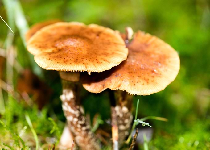 Trippy mushroom fine print