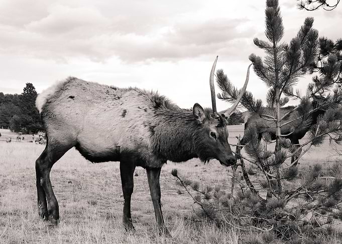 Elk in Estes