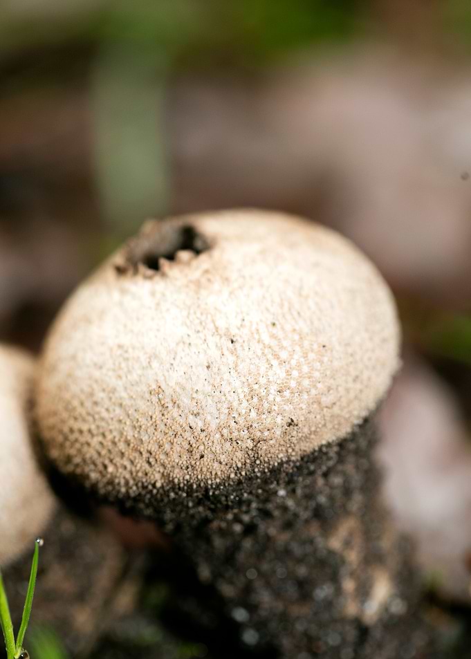 Trippy mushroom fine print