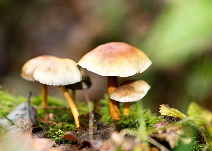 Trippy mushroom fine print