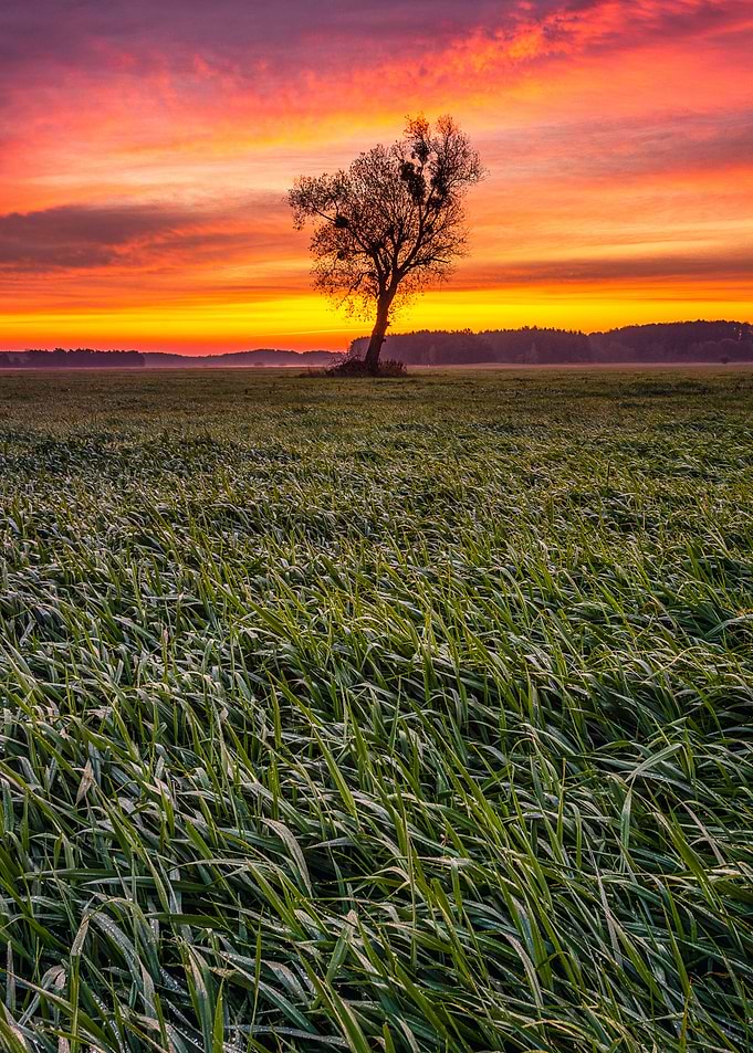 Sunrays at autumn sunrise