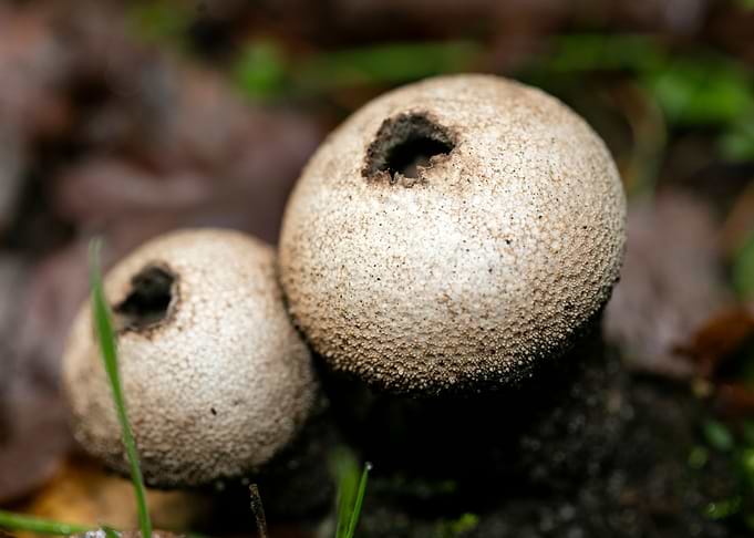 Trippy mushroom fine print