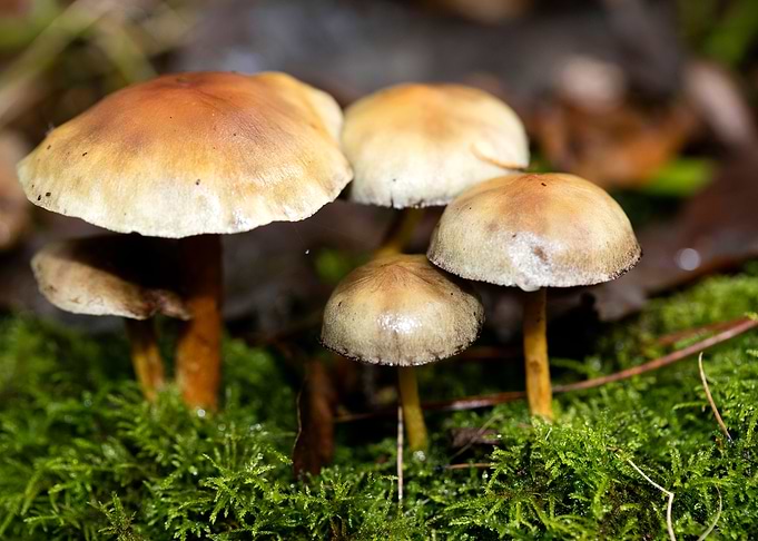 Trippy mushroom fine print