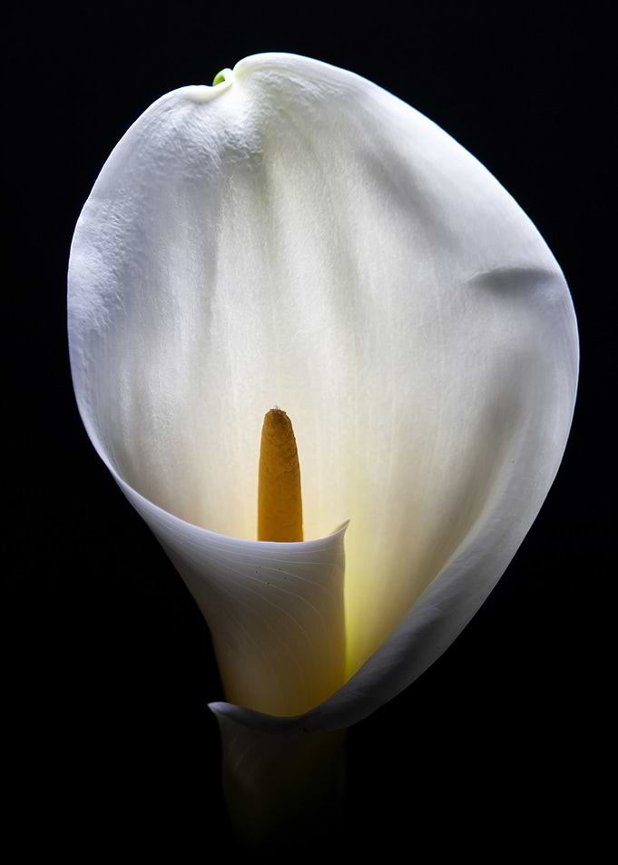 Flower3