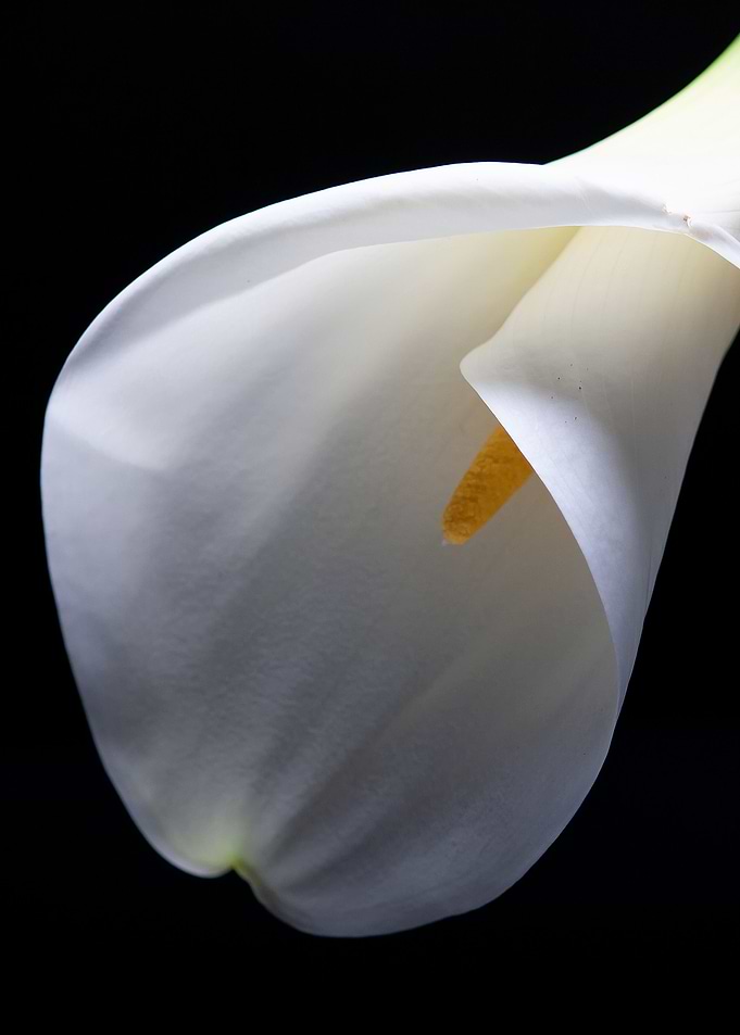 Flower4