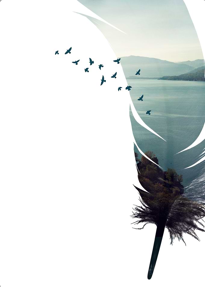 Feather and birds