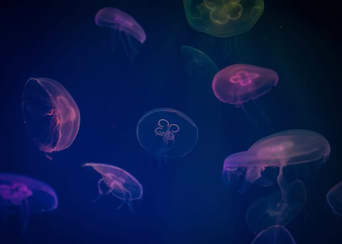 Jellyfish