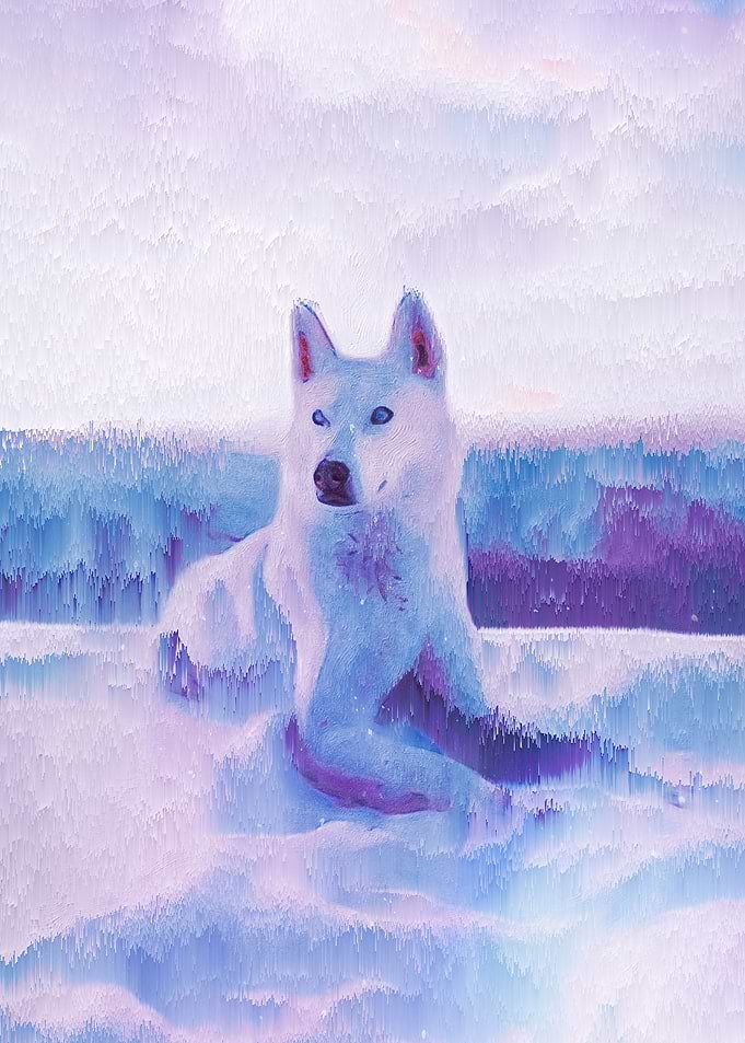 White Husky