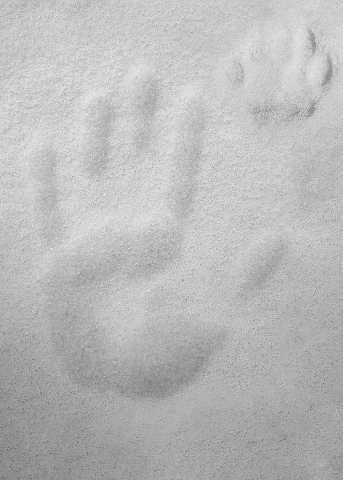 Paw and Palm