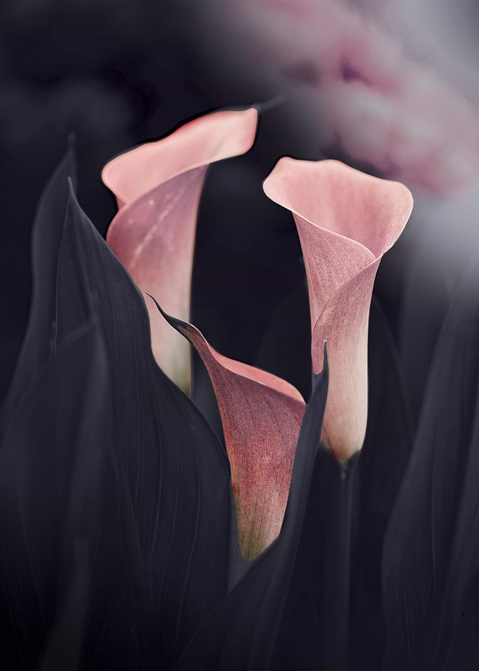 Callas