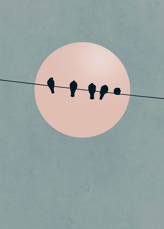 Birds