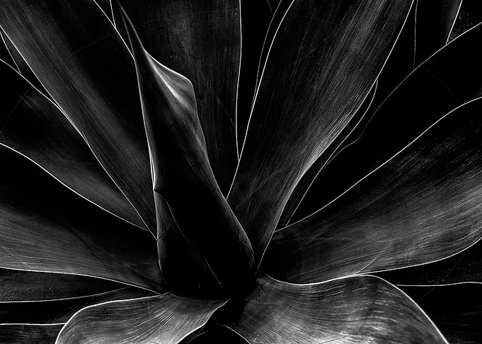 Botanical