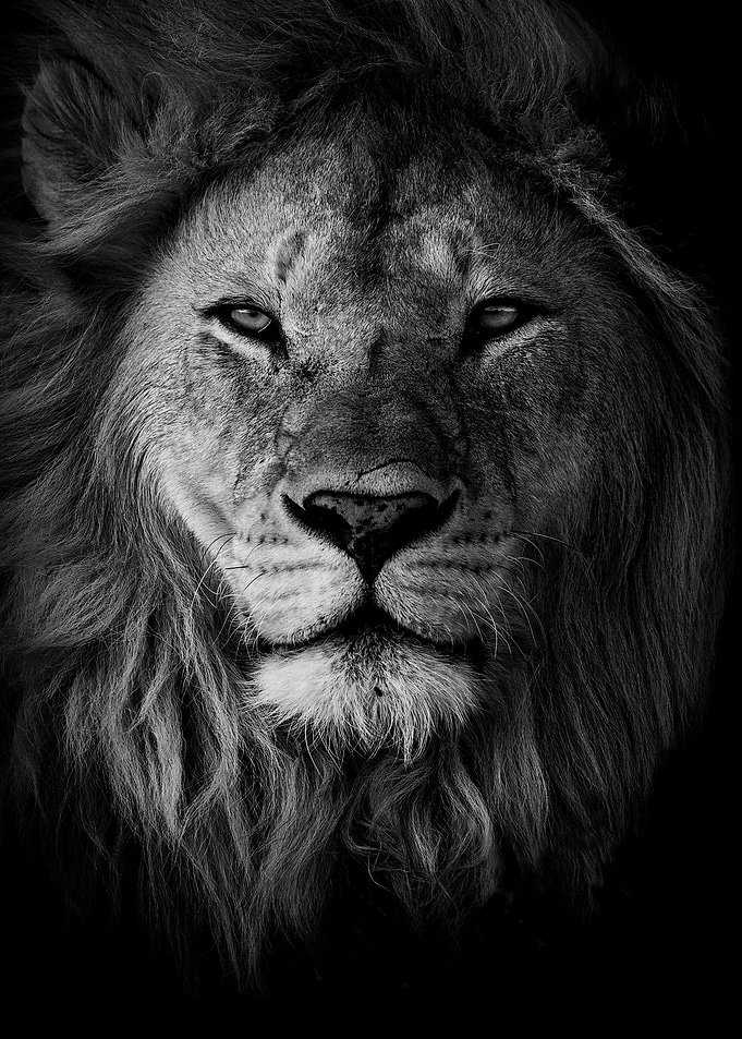 Lion king face poster