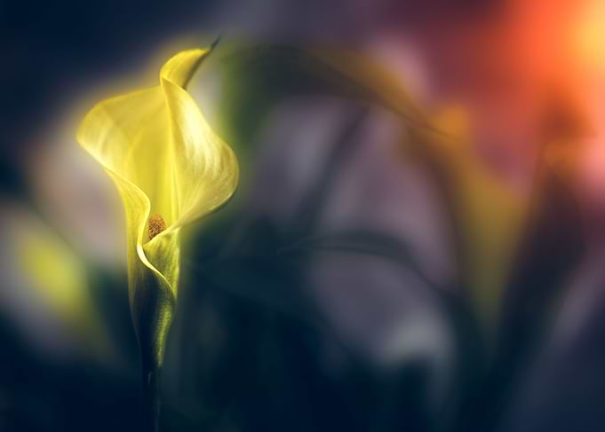 Flower Dreams