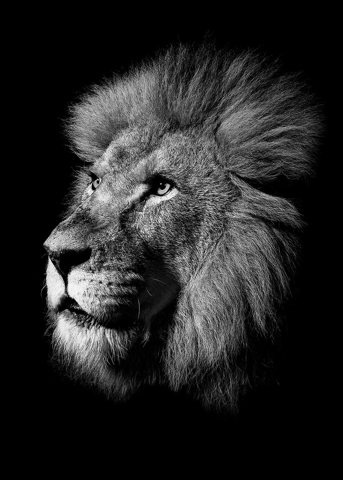 Lion king face poster