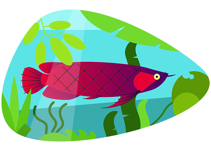 DARK AROWANA