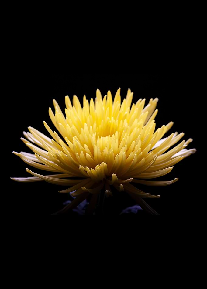 Flower2