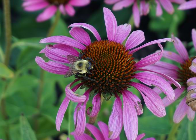 Purple Flower
