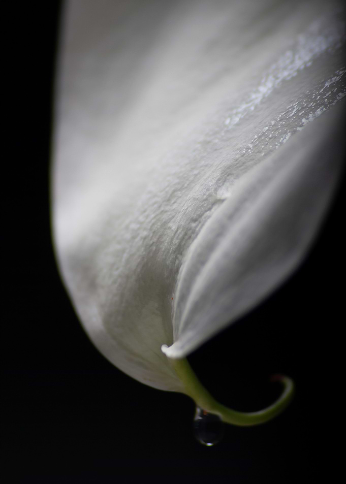 Flower6