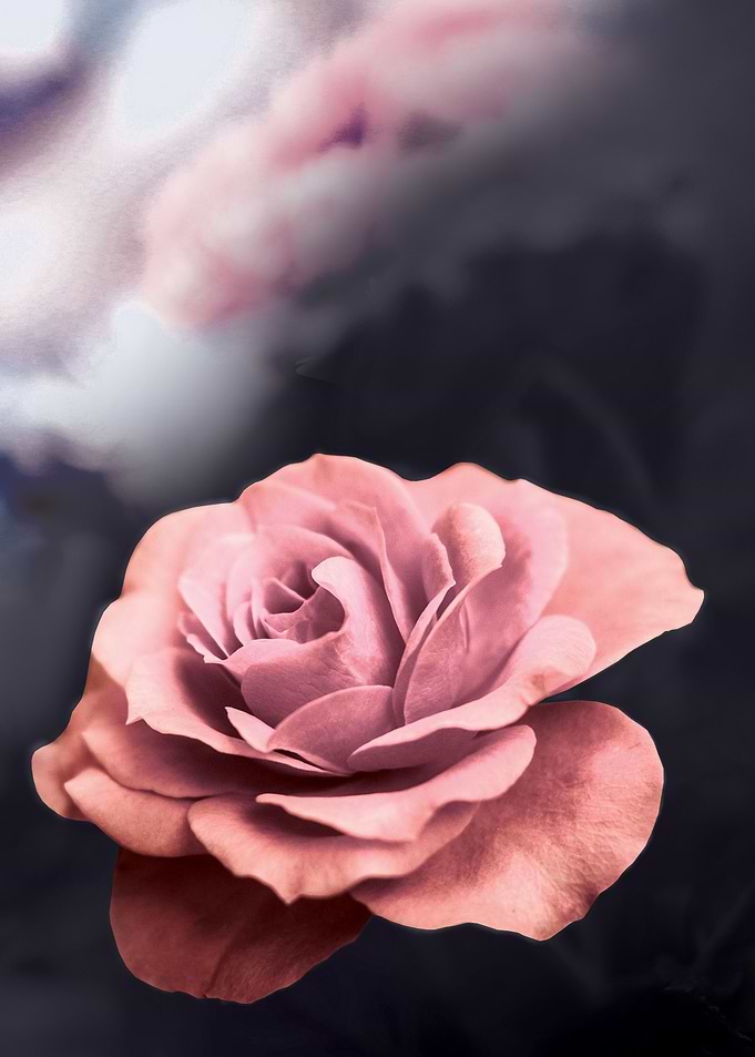 Rose No 1