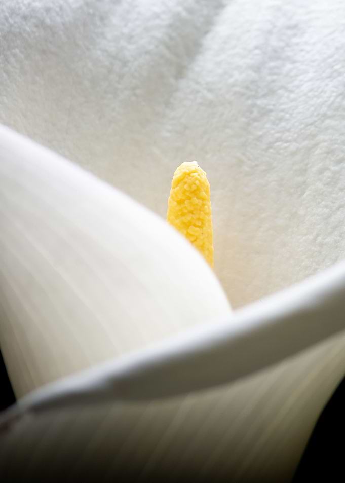 Flower5