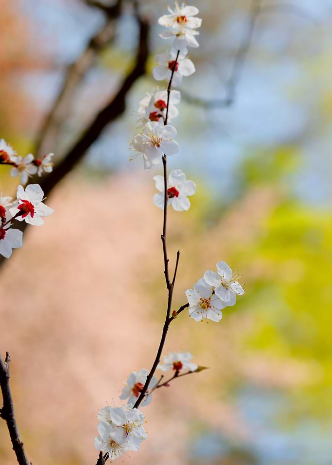 Fine Japanese Apricot