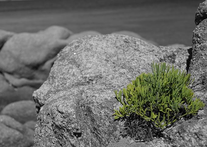 Life Finds a Way