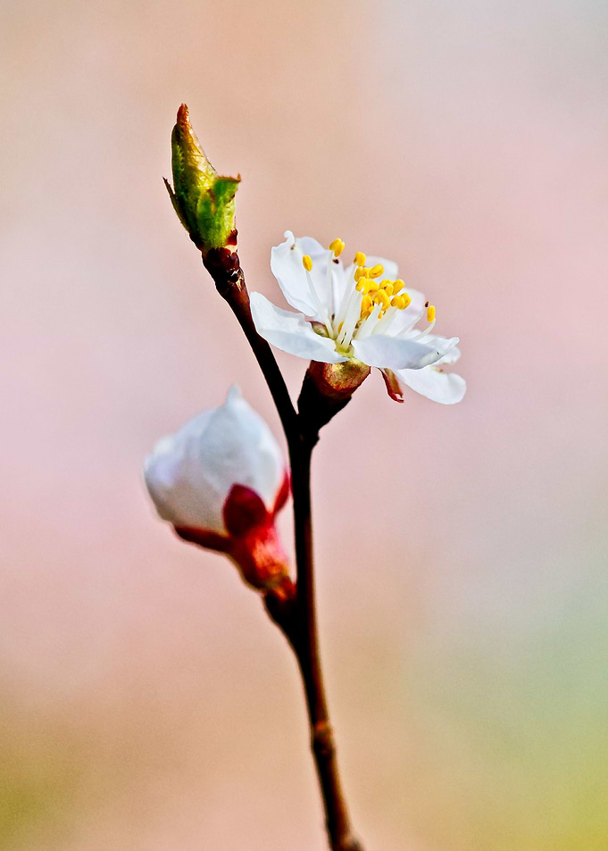 Japanese Apricot Beauty